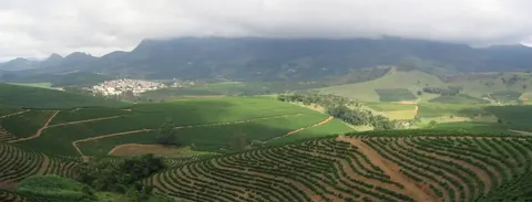 Coffee plantation in the Matas de Minas landscape