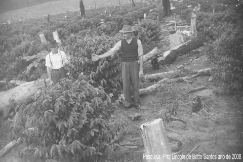 Historical coffee planting in Nova Londrina, Paraná, Brazil