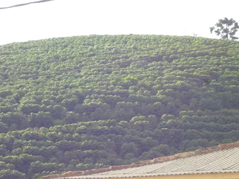 Coffee hillside · Alto Caparaó · Minas Gerais · Brazil