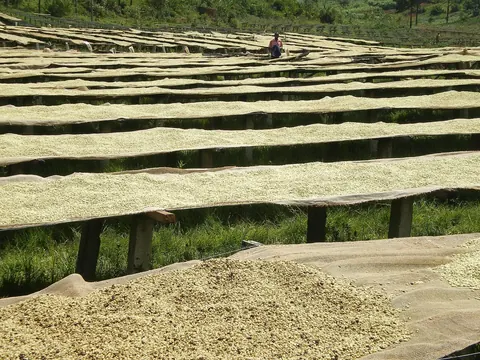 Raised drying beds in Kayanza