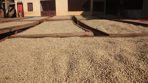 Coffee drying · Cameroon · 2019