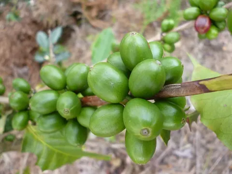 Green coffee cherries in San Roque, Antioquia
