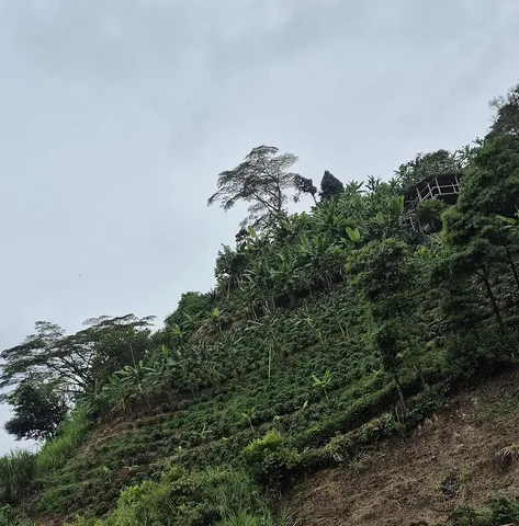 Coffee and banana planting on a hillside in Risaralda, Colombia