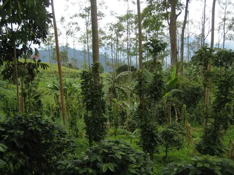 Shade-grown coffee farm in Colombia