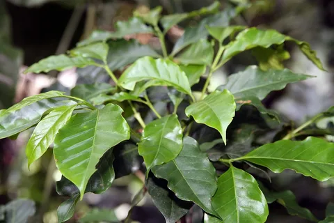 Arabica coffee leaves · Else Kientzler Botanical Garden · Sarchí · West Valley