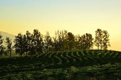Coffee fields in Chahuites, Santa Bárbara de Heredia