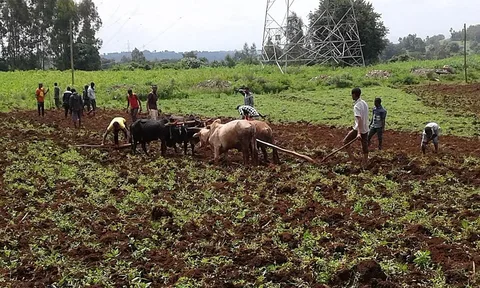 Farmers preparing fields · Jimma · Ethiopia