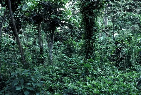 Shade-grown coffee beneath the forest canopy in Guatemala