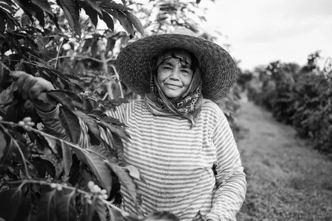 Coffee-growing scene in Kona