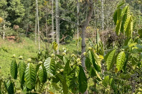 Coffee foliage and flower buds near Kalpetta, Wayanad