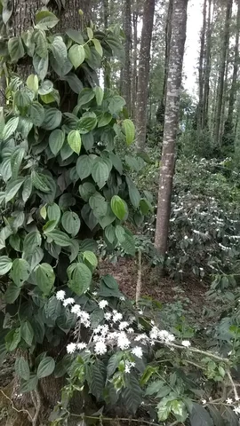 Coffee and pepper cultivation in Yercaud