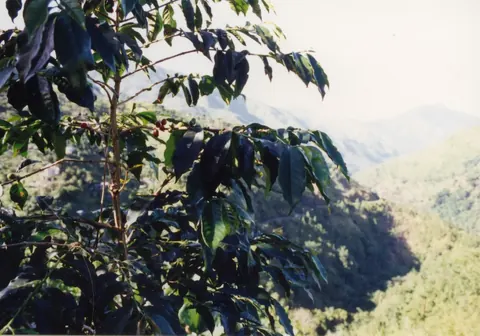 Coffee branch overlooking the Blue Mountains of Jamaica