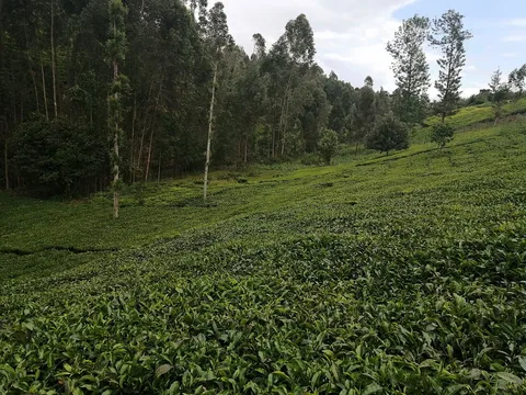 Tea fields · Meru County · Kenya
