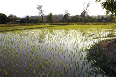 Newly planted rice seedlings near Sekong