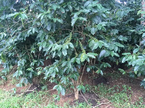 Green coffee cherries on the Bolaven Plateau