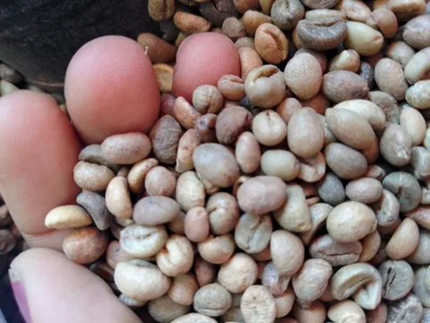 Green coffee from Madagascar · 2024