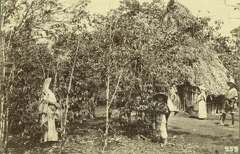 Coffee plantation in Veracruz · archival photograph, c. 1865–1895