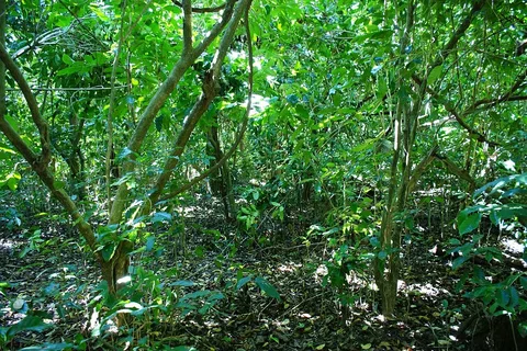Shade-grown coffee agroforestry in Sierra Norte de Puebla, Mexico