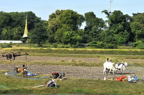 People and oxen working fields in Sagaing