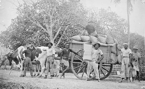 Coffee sacks leaving for shipment — New Caledonia, 1931