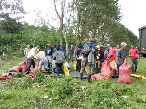Coffee harvest at La Sombra, La Dalia, Matagalpa