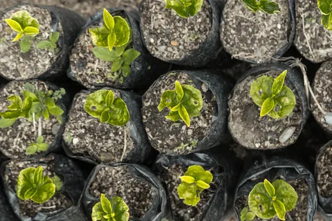 Young coffee plants in a nursery in Boquete