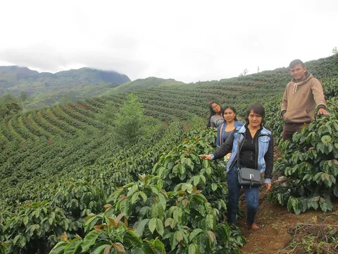 Coffee fields on the slopes of Calláyuc, Cajamarca