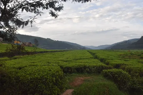 Tea fields at Mulindi · Gicumbi · Rwanda