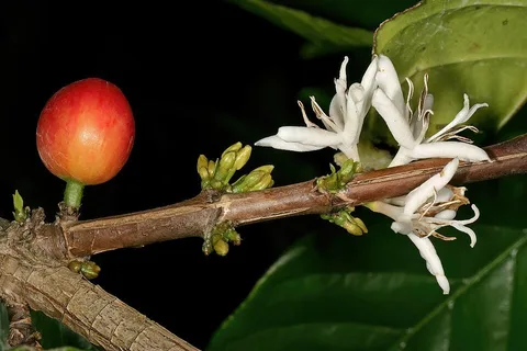 Arabica flowers and fruit · coffee farm near Port Edward · South Africa