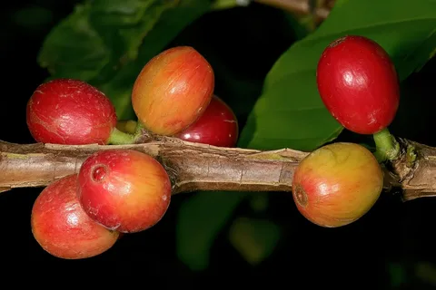 Ripe arabica cherries near Port Edward · KwaZulu-Natal · South Africa