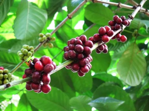 Ripening coffee cherries in Sri Lanka