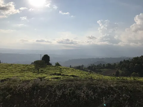 Tea fields and Mount Rungwe · Mbeya · Tanzania
