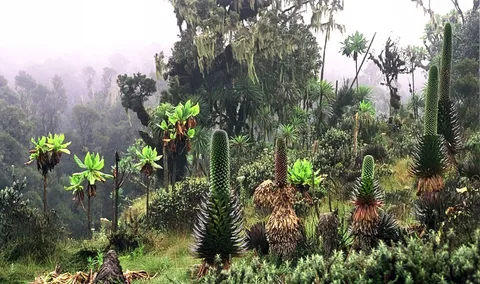 Bujuku Valley · Rwenzori · Uganda