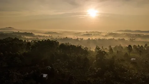 Morning light over Kibale National Park · Uganda · 2020