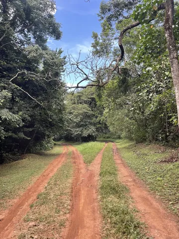 Royal Mile in Budongo Forest · Bunyoro · Uganda