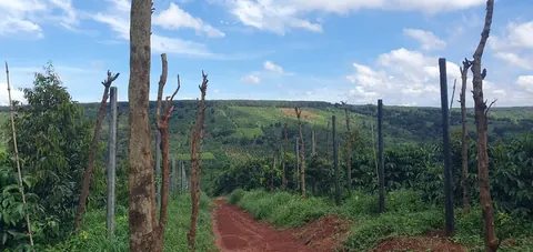 Coffee landscape in Gia Lai