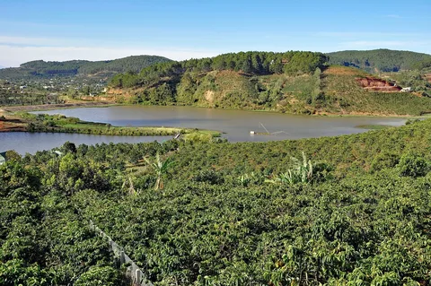 Coffee plantation and lake near Da Lat, Vietnam