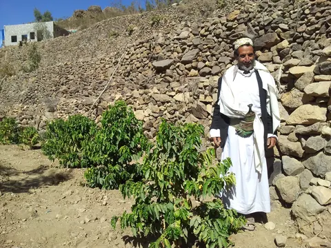 Coffee cultivation beside a dry-stone terrace in Yemen