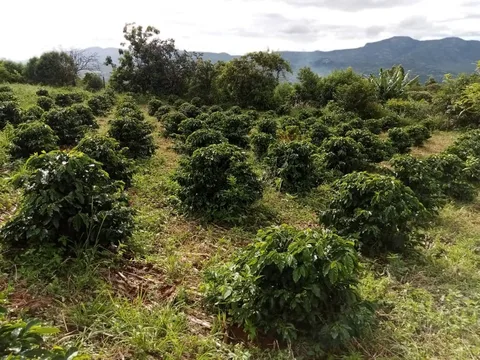 Coffee plants in Zimbabwe · 2025